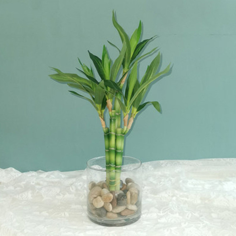 Nova Planta Artificial de Bamb - Aquarium Fish Saltwater avaliação e preço